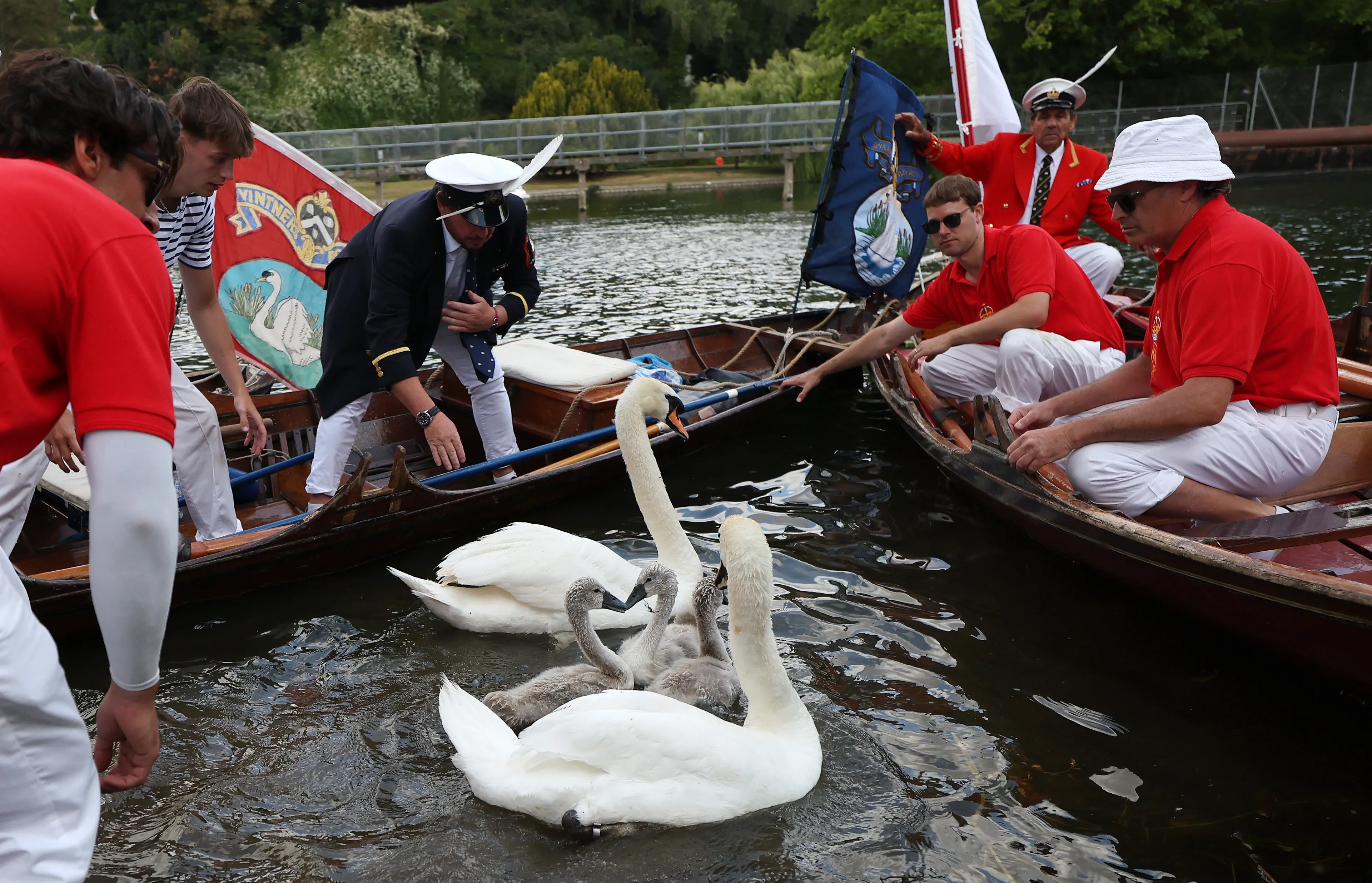 Het checken van de gezondheid van zwanen gaat vanuit de boot.