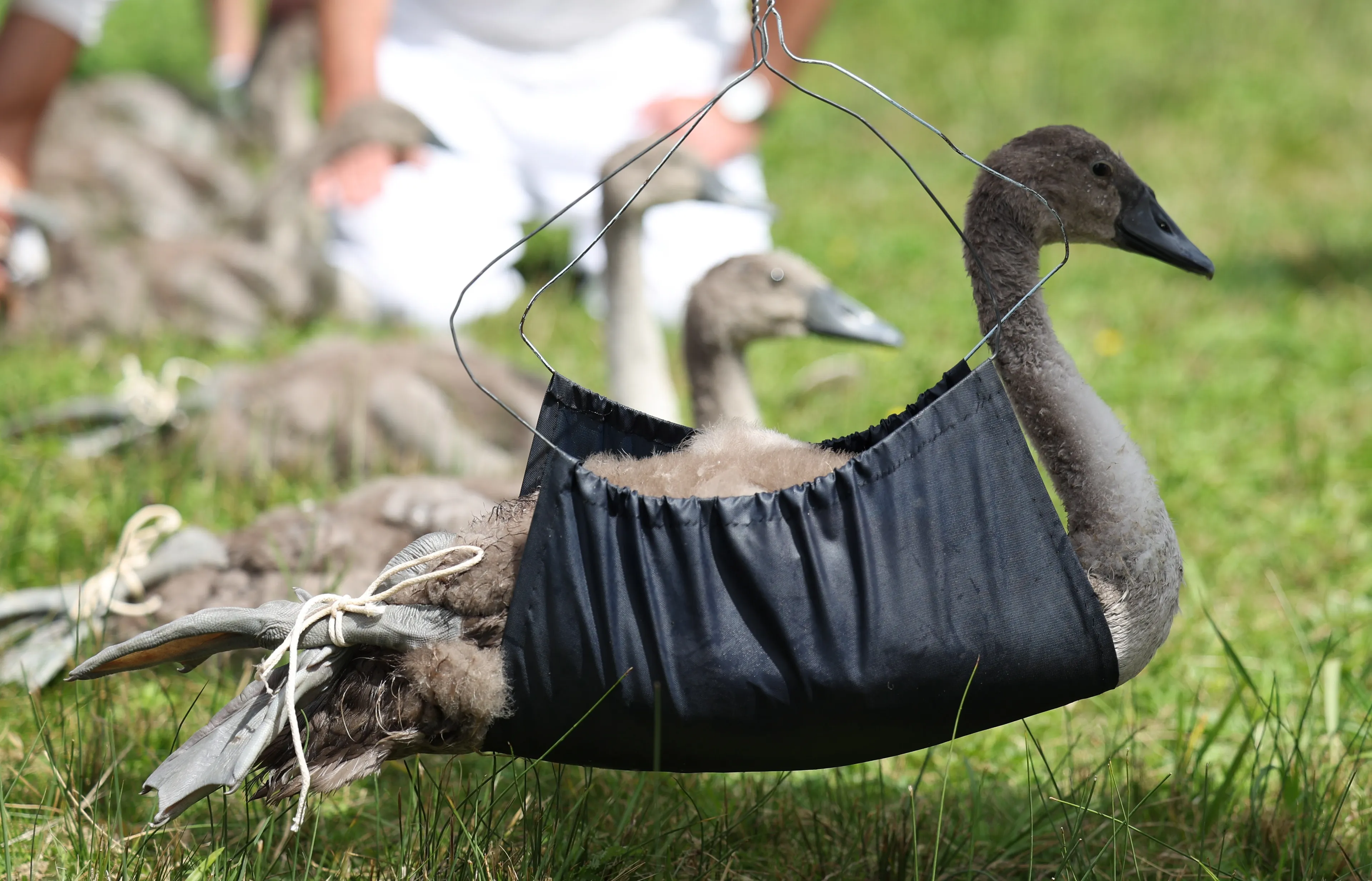 Zwanen wegen bij de Swan Upping.
