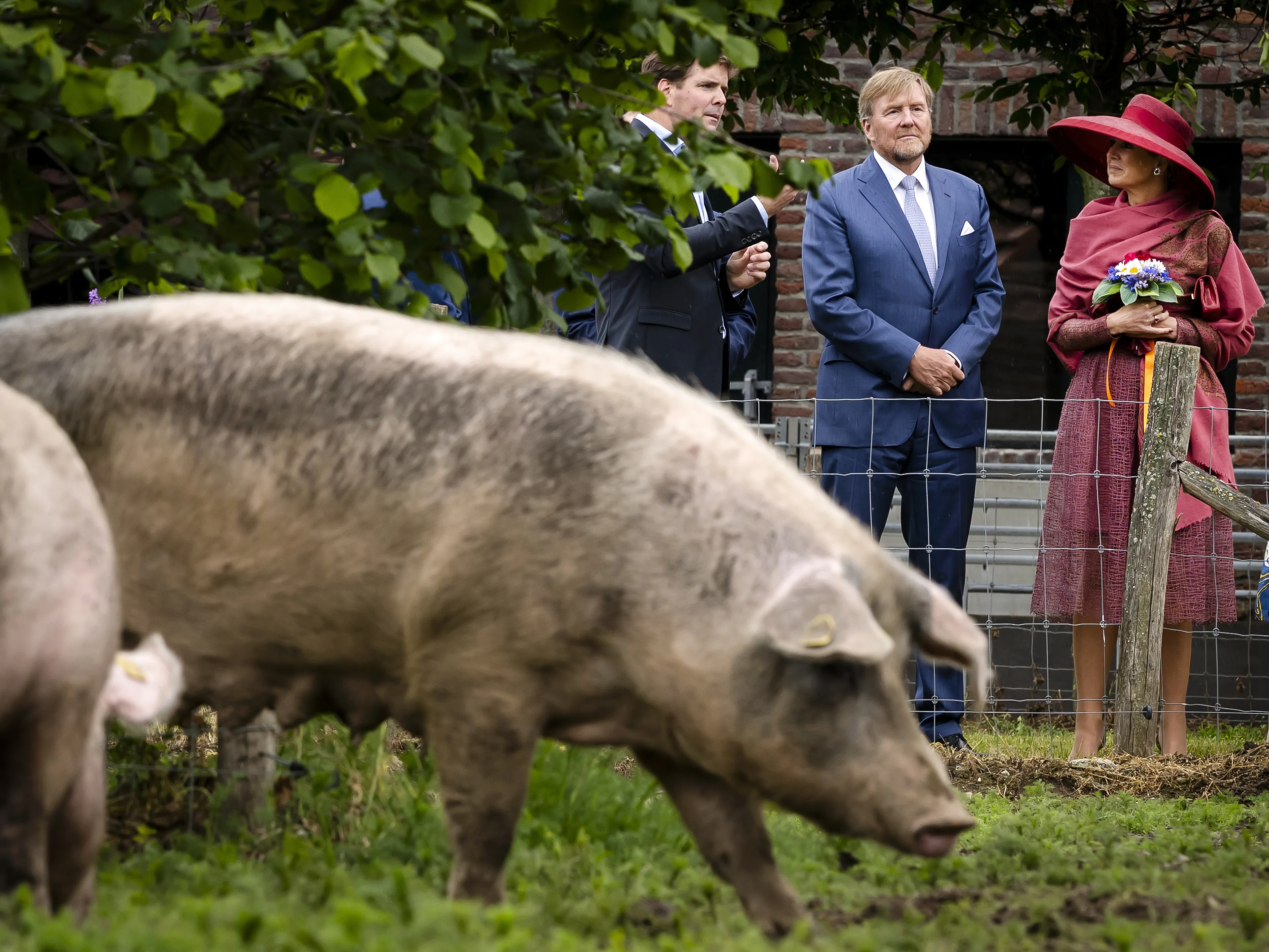 In de kloostertuin lopen varkens.