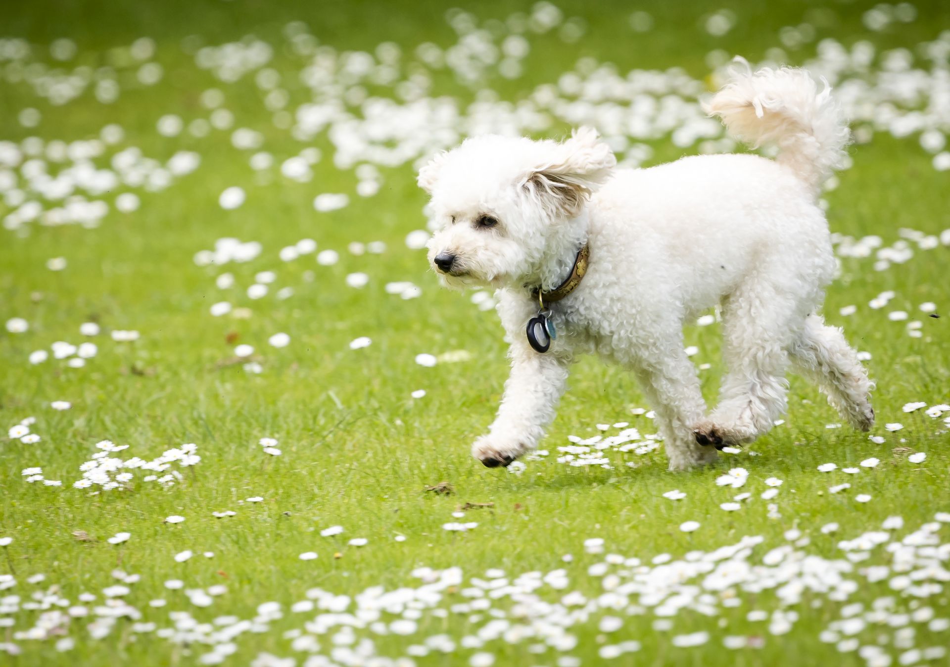 Hondje Mambo steelt de show tijdens de fotosessie.