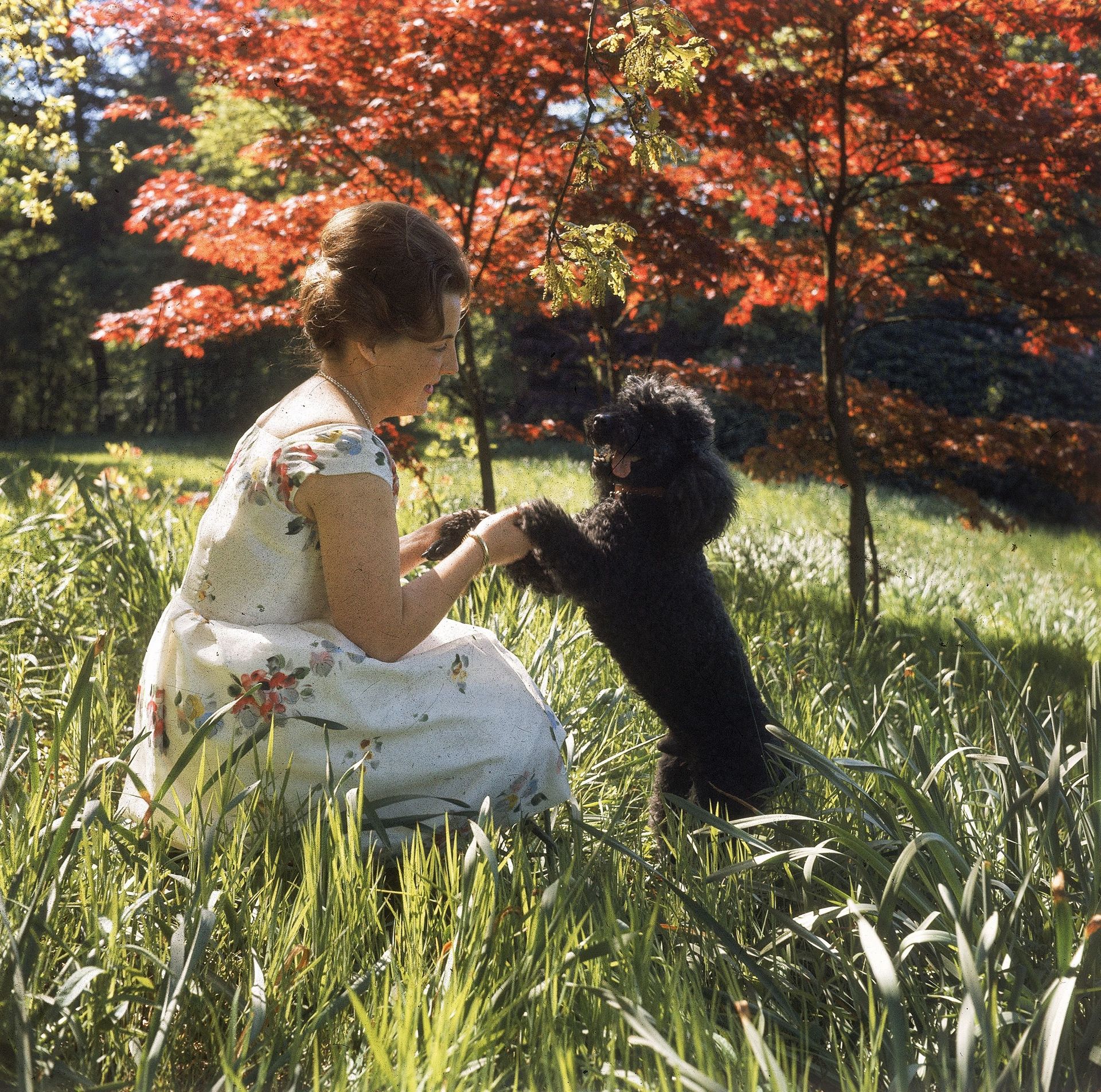 1962: prinses Margriet op een zonnige dag met het hondje van de familie, een zwarte poedel.