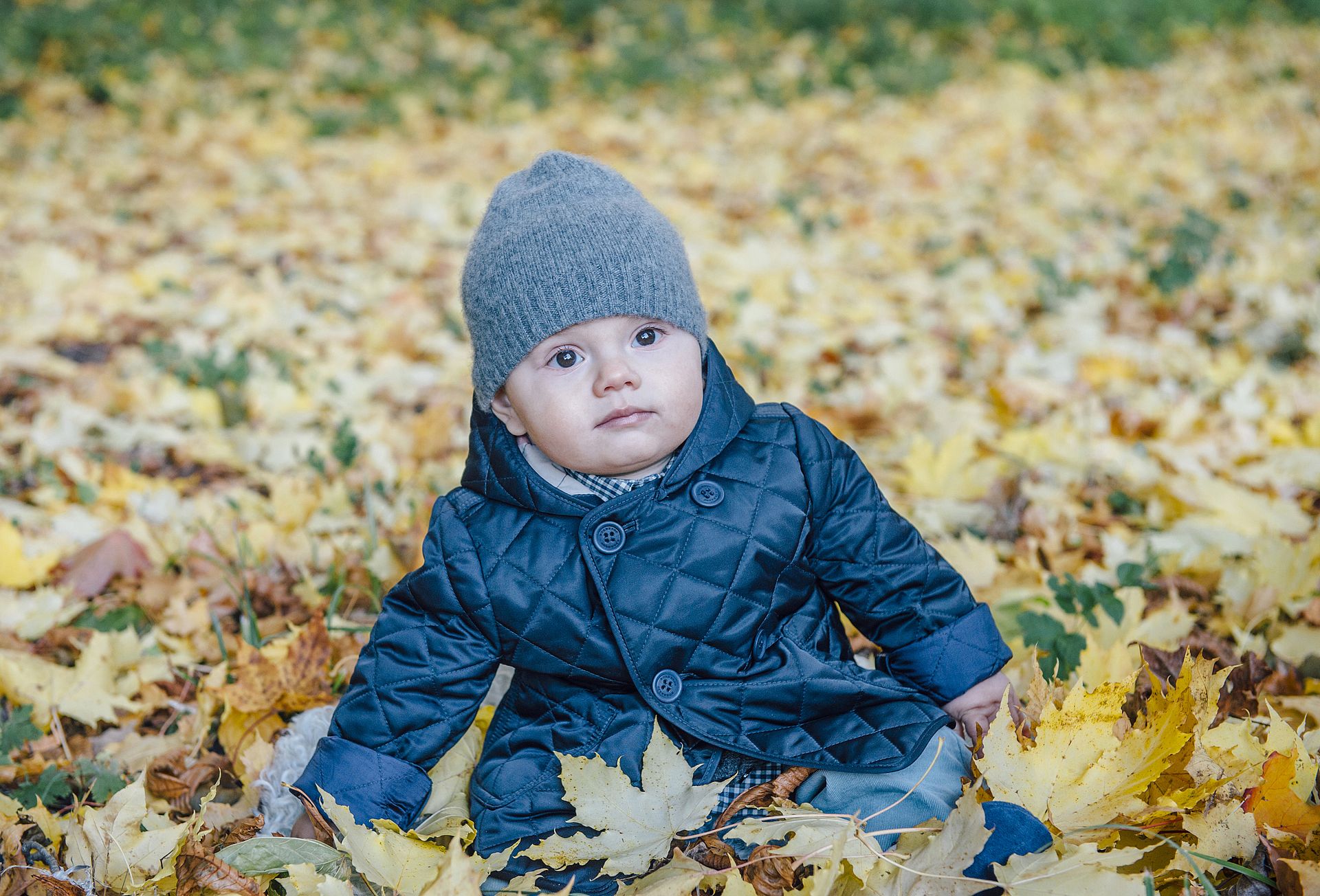 Ongeveer zeven maanden oud en op de bips tussen de herfstbladeren, 2016.