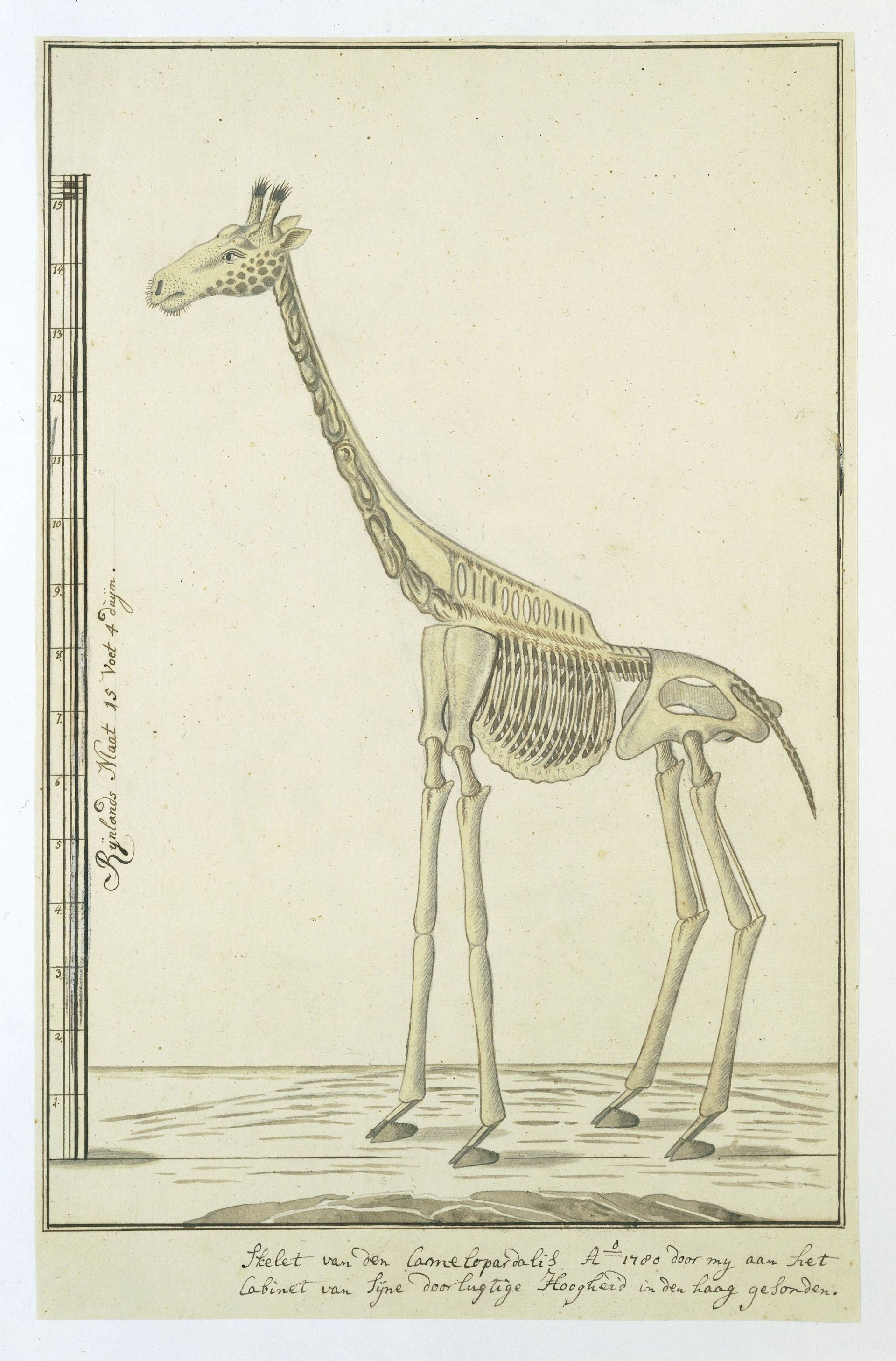 Schets van de giraf van Robert Jacob Gordon, 1779