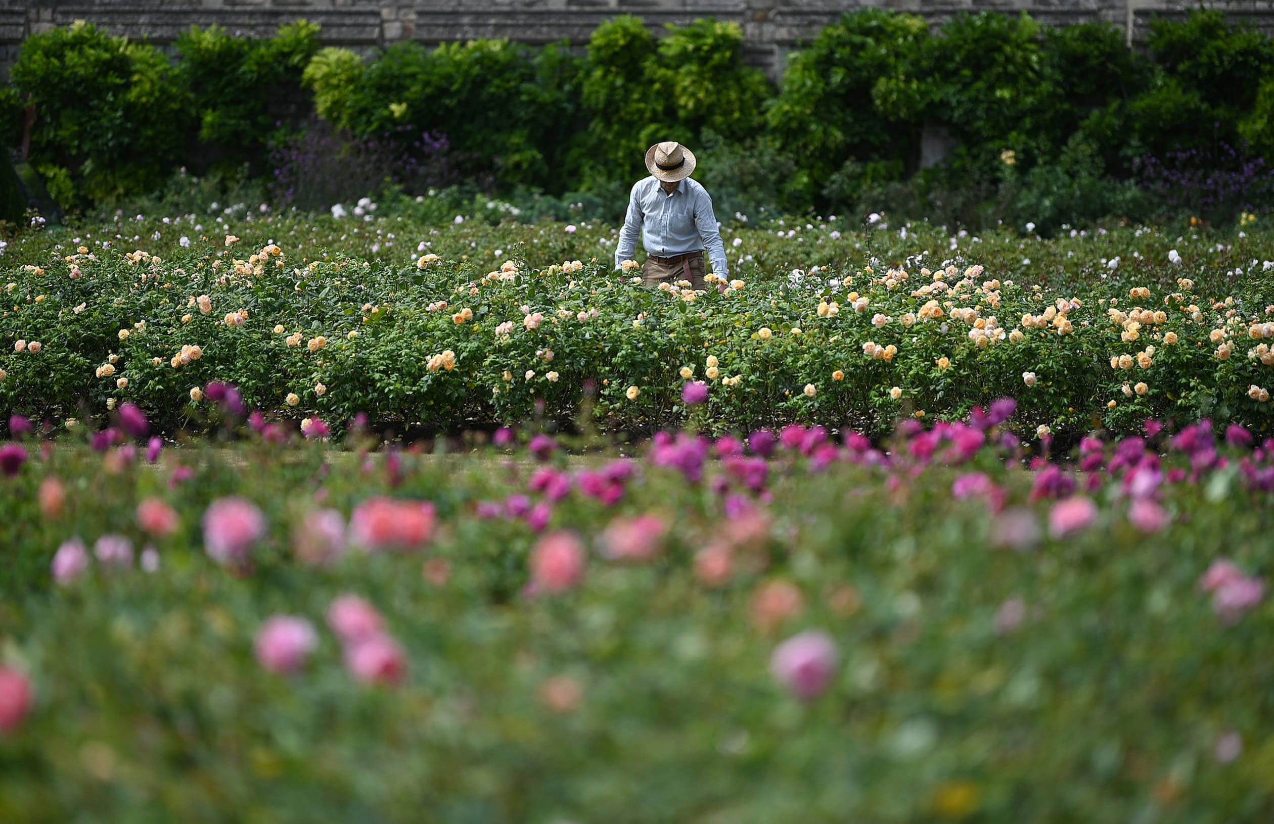 Windsor_tuin3.jpg