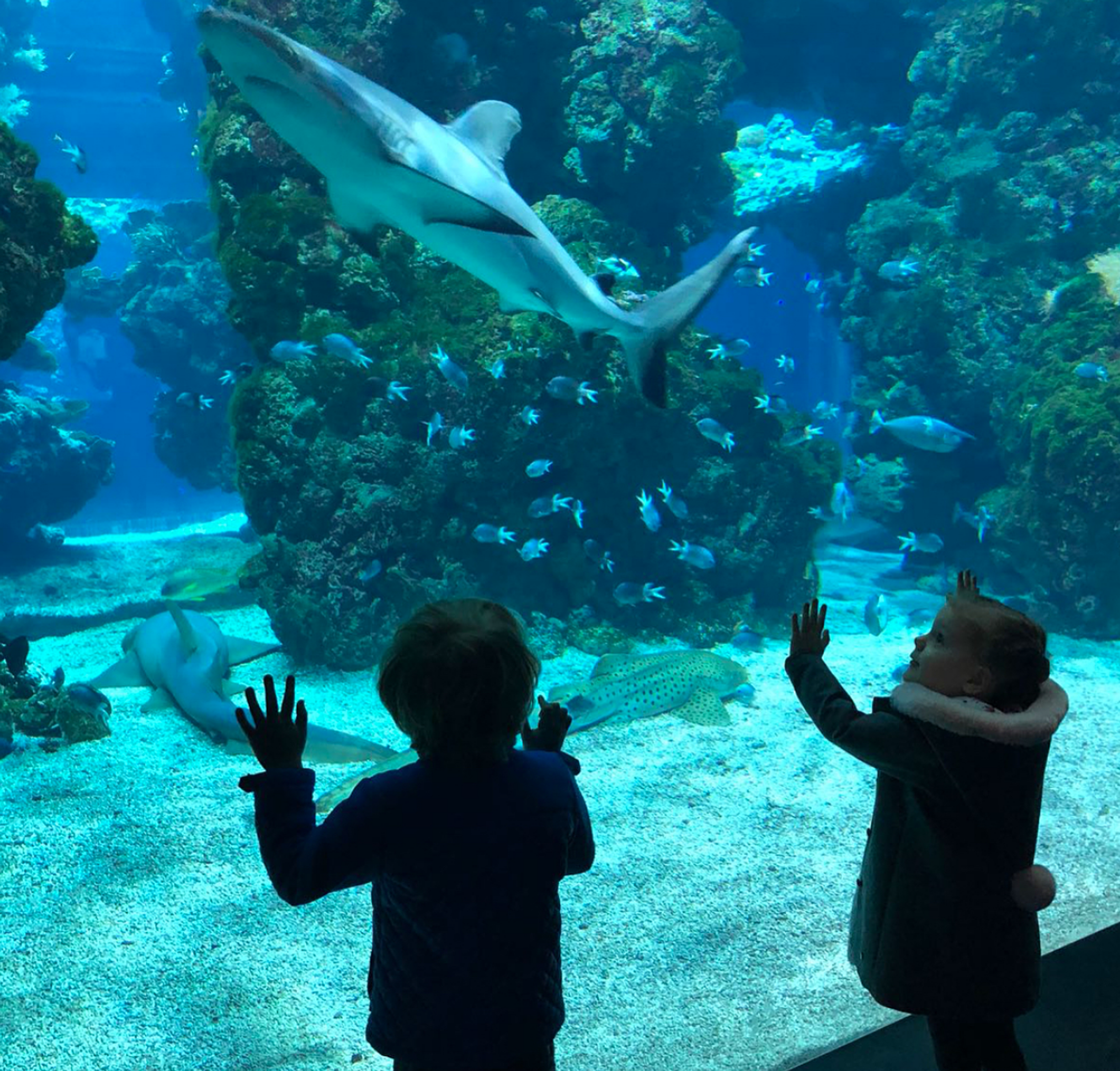 Aquarium_jacques_gabriella.png