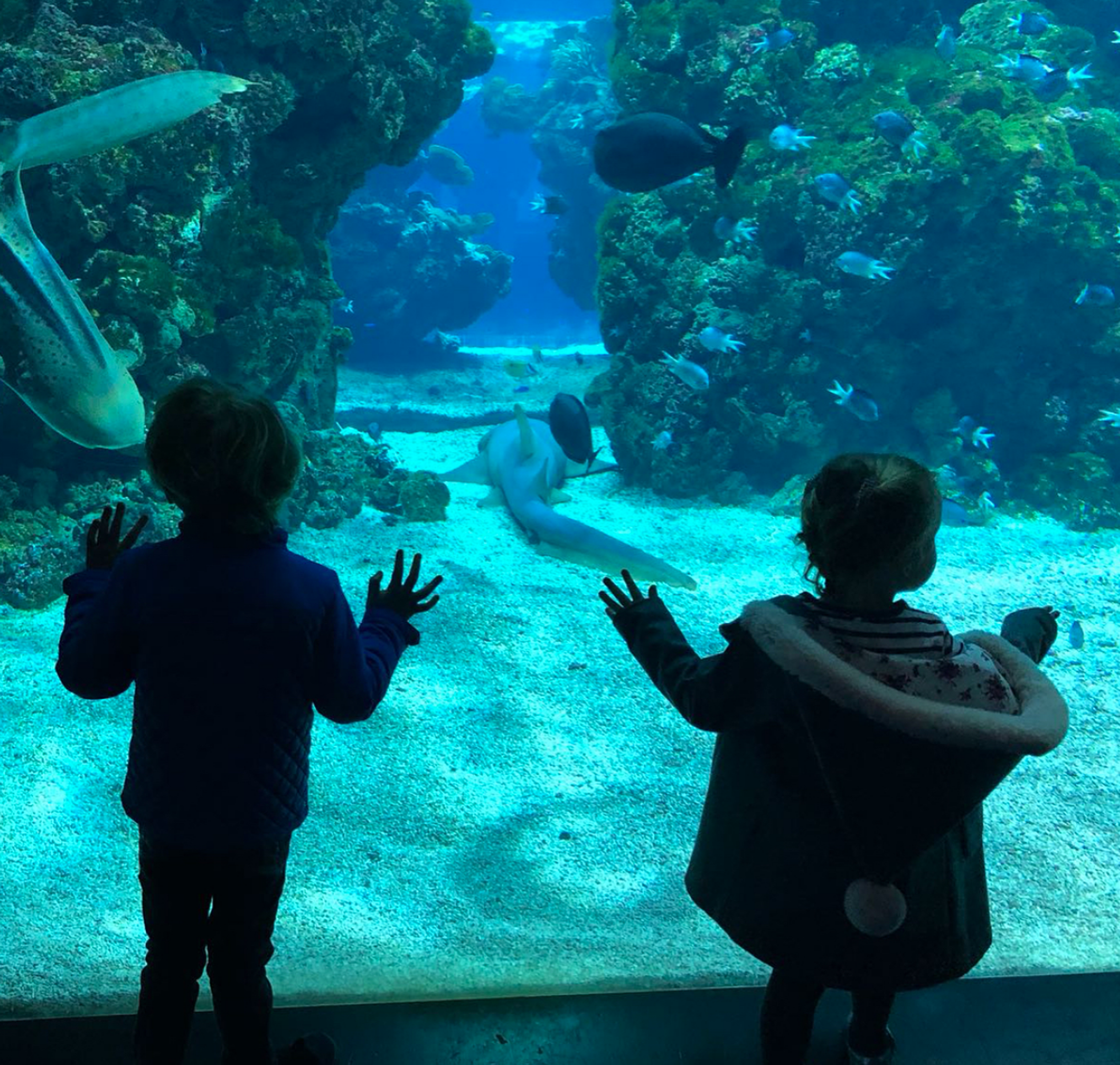 aquarium_gabriella_jacques.png