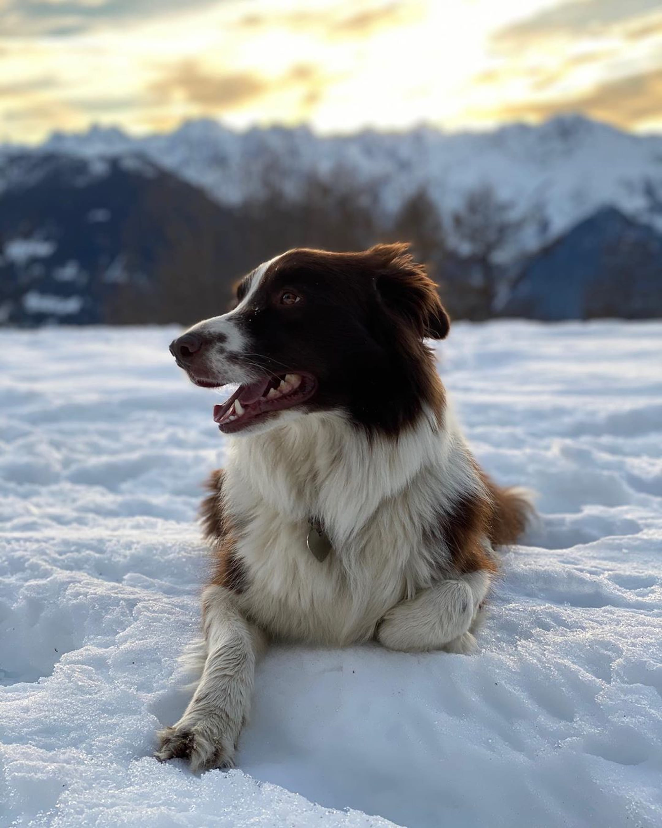 Hond_Grace_in_Verbier.jpg