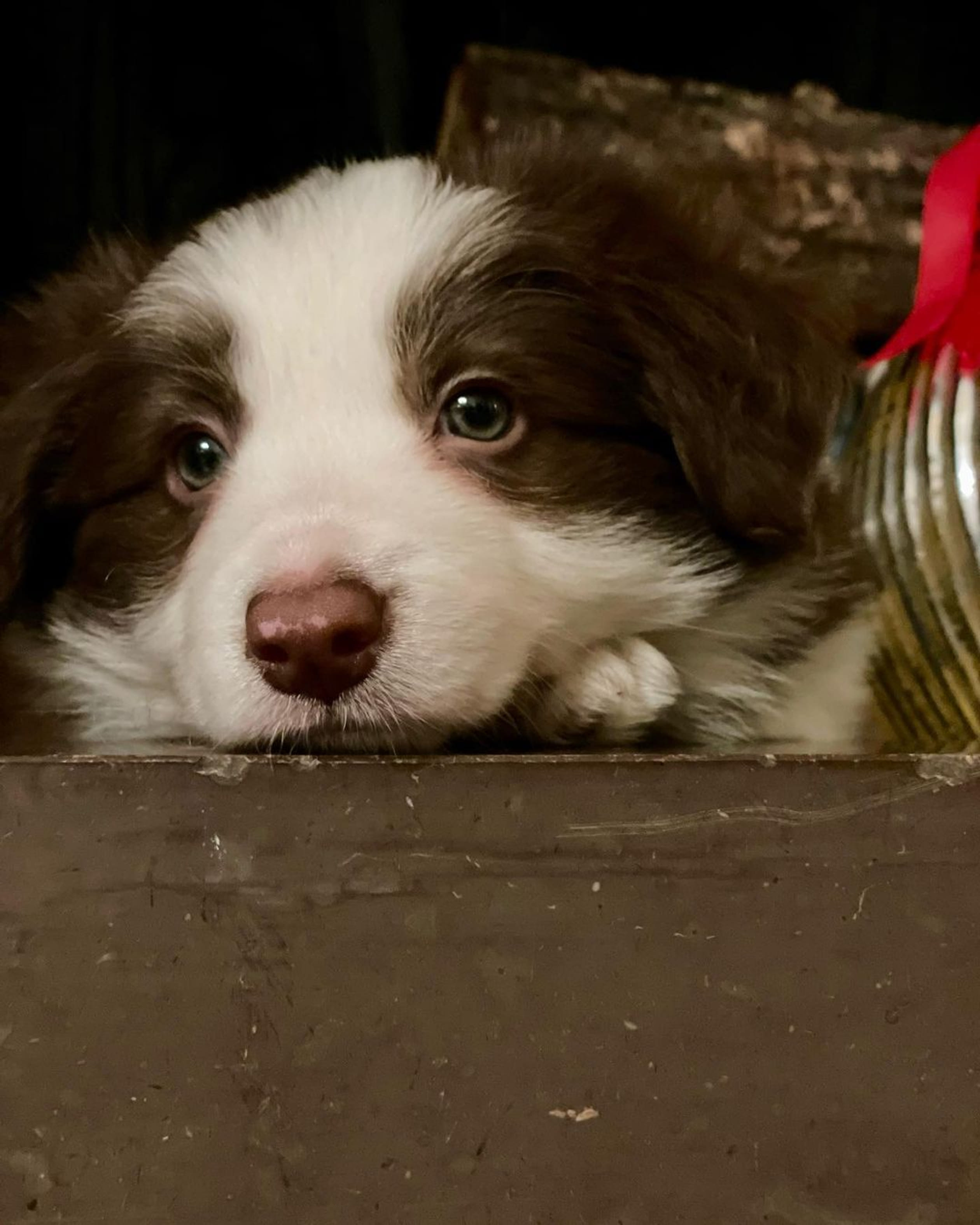 Pup_Deens_koningshuis.jpg