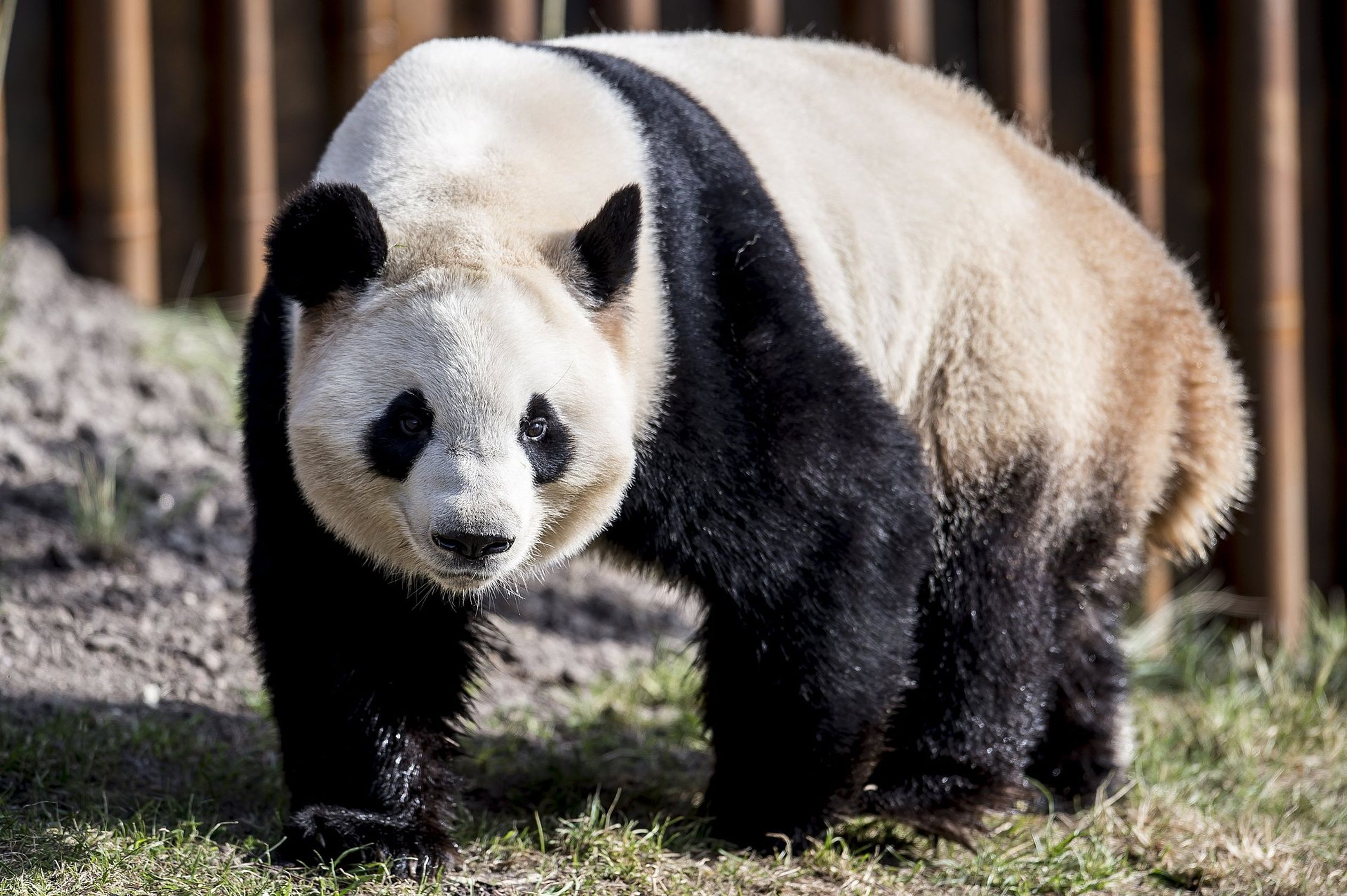 Panda-Denemarken.jpg