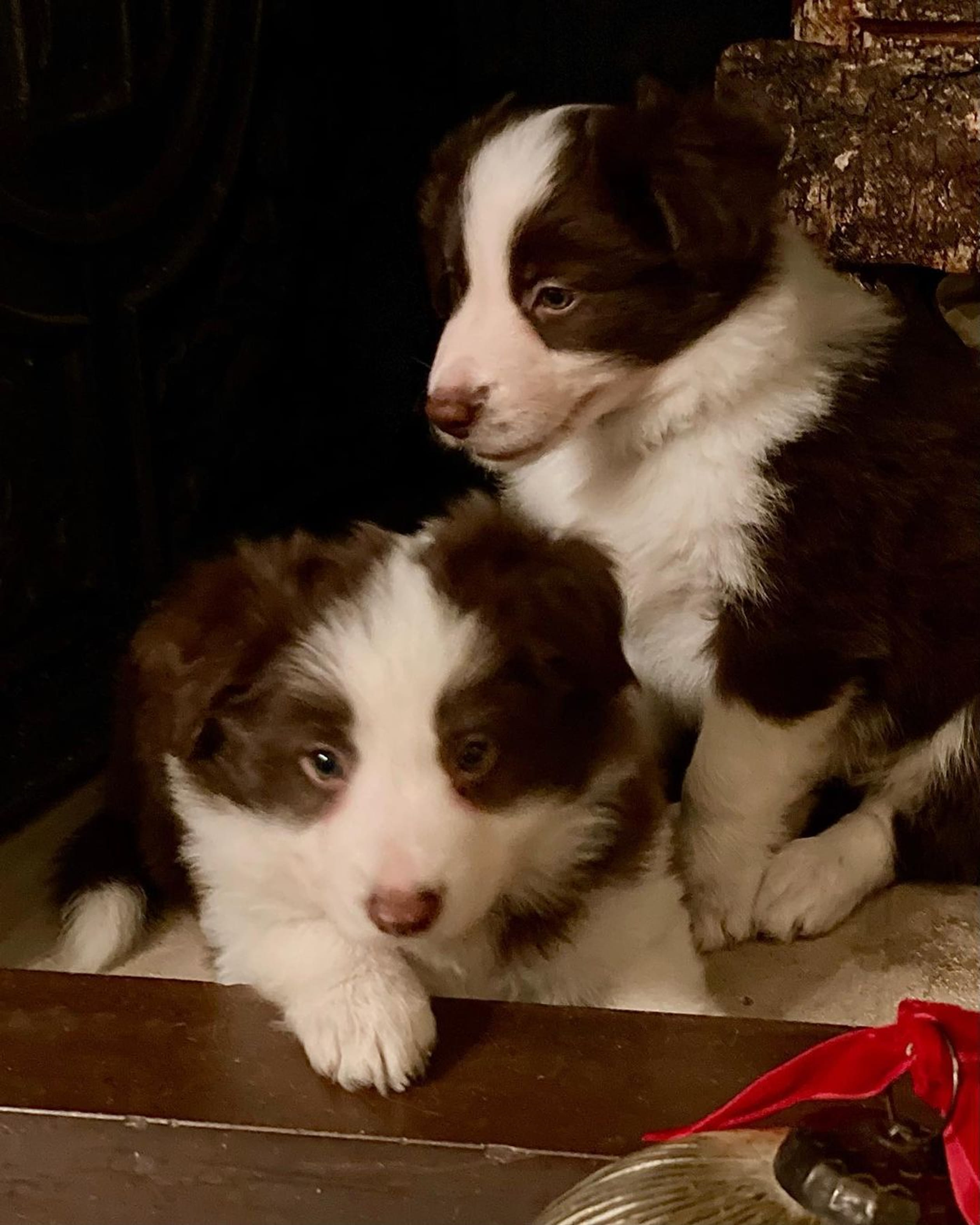 Pups_Deense_koningshuis.jpg