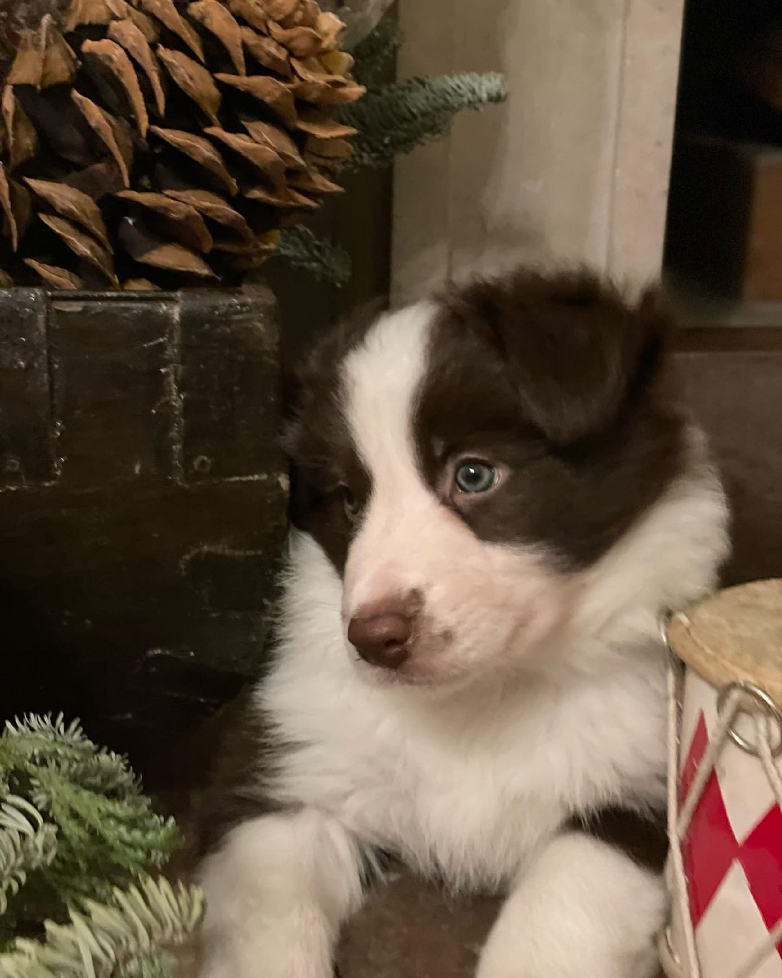 Pup_Deens_koningshuis_2021.jpg