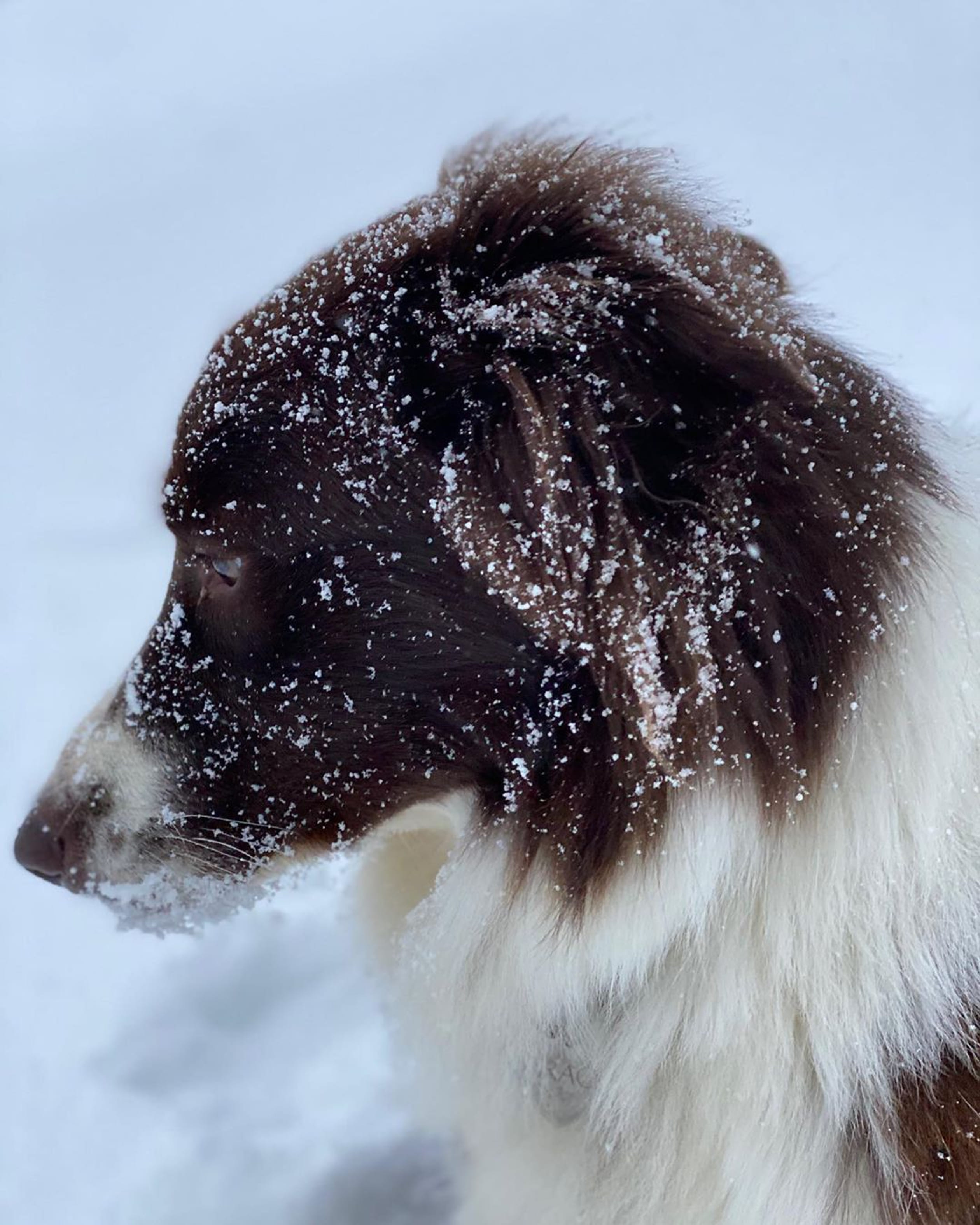 Hond_Grace.jpg