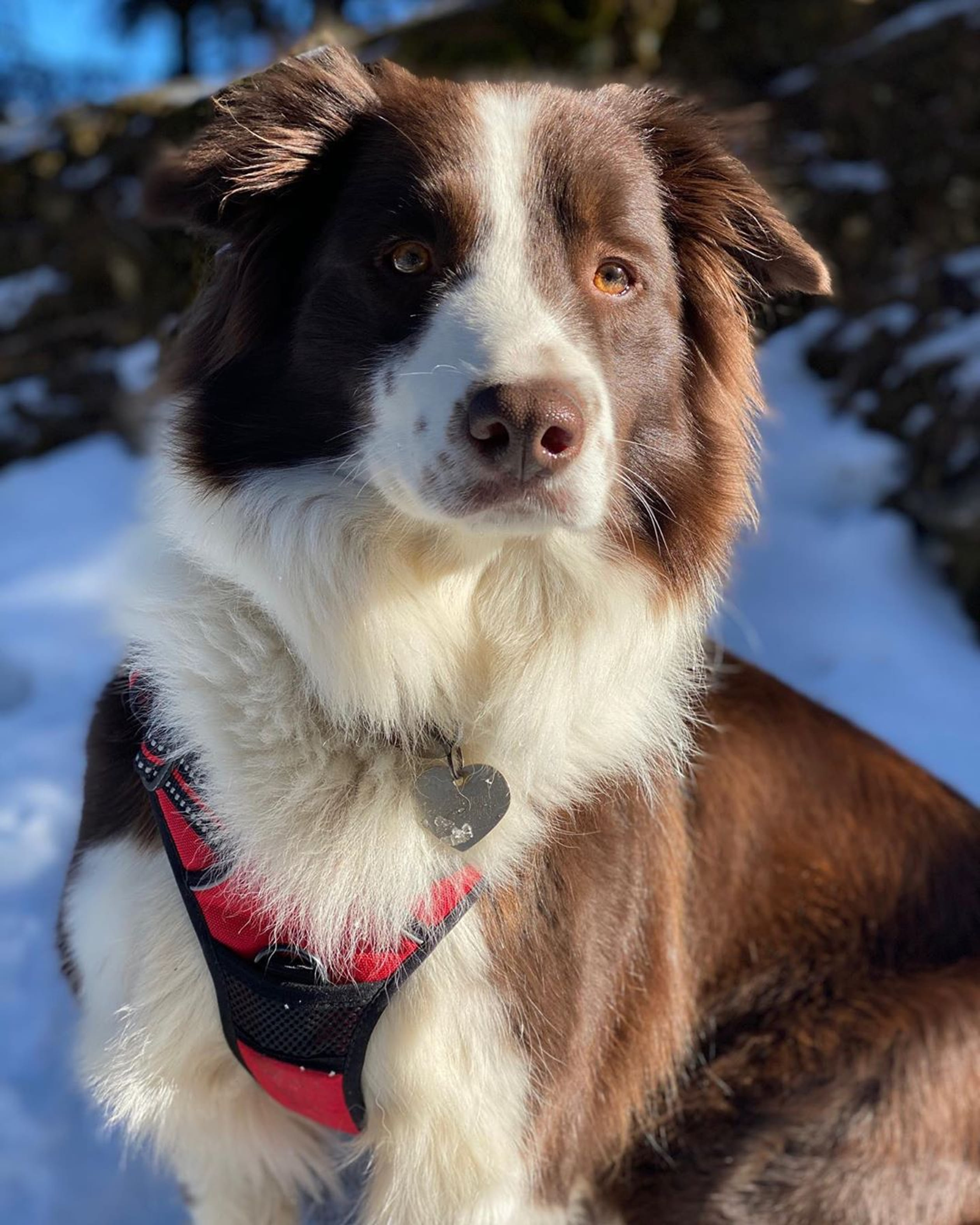 Hond_Grace_in_Zwitserland.jpg