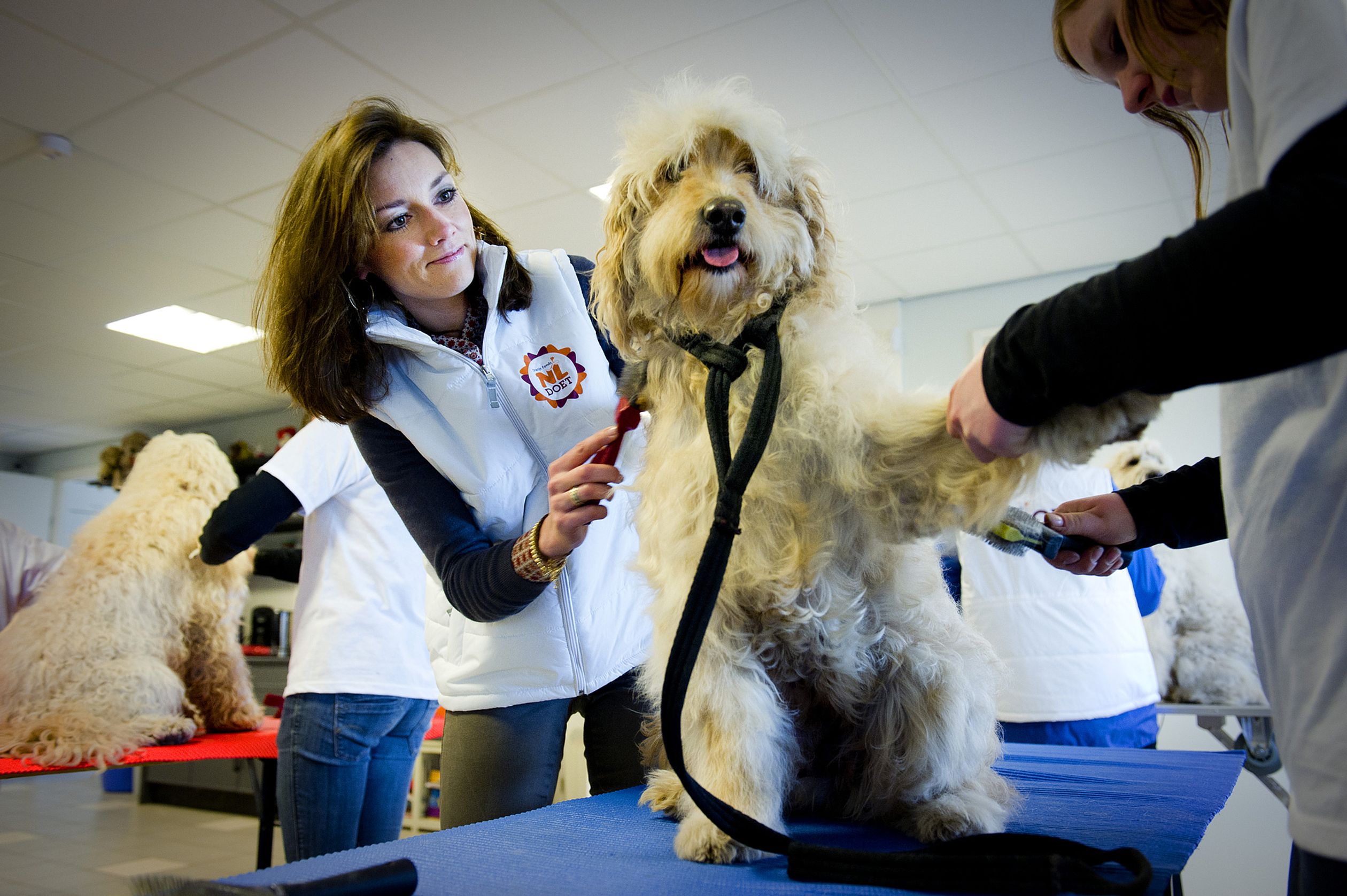Prinses Aimée kamt een hond in het hondentrainingscentrum in Molenschot voor het landelijke