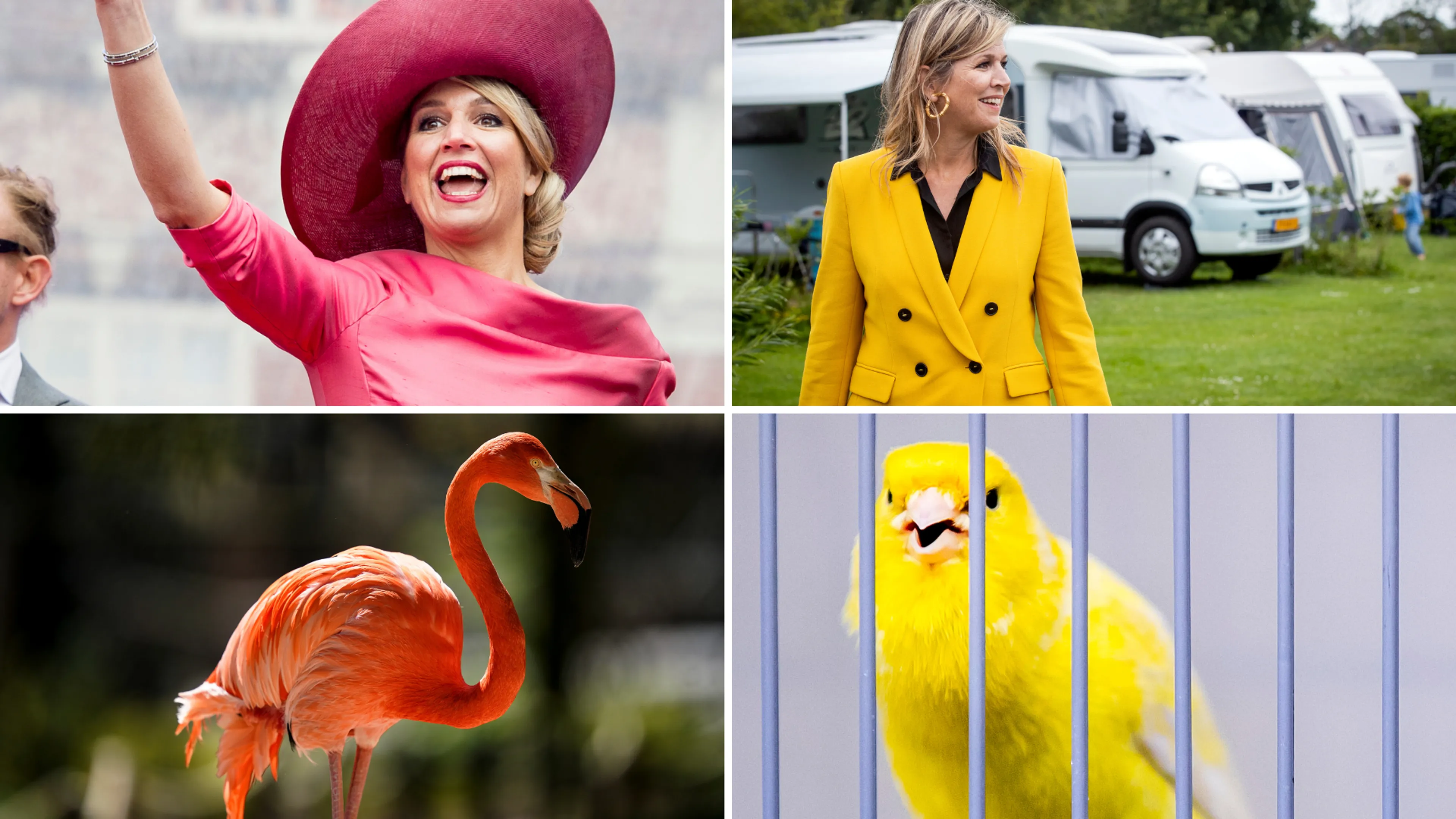 Uitgelichte afbeelding