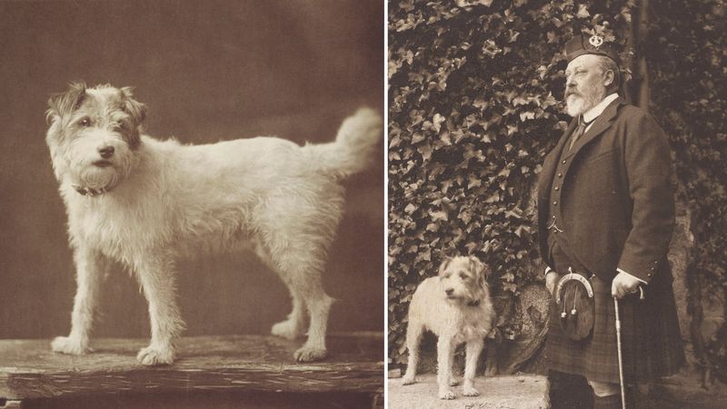De buitengewone band tussen koning Edward VII en zijn hondje Caesar